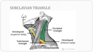 SUBCLAVIAN TRIANGLE
 