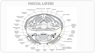 FASCIAL LAYERS
 