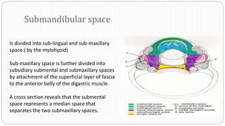 Submandibular space
Is divided into sub-lingual and sub-maxillary
space.( by the mylohyoid)
Sub-maxillary space is further divided into
subsidiary submental and submaxillary spaces
by attachment of the superficial layer of fascia
to the anterior belly of the digastric muscle.
A cross section reveals that the submental
space represents a median space that
separates the two submaxillary spaces.
 