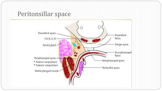 Peritonsillar space
 