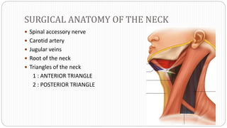 SURGICAL ANATOMY OF THE NECK
 Spinal accessory nerve
 Carotid artery
 Jugular veins
 Root of the neck
 Triangles of the neck
1 : ANTERIOR TRIANGLE
2 : POSTERIOR TRIANGLE
 