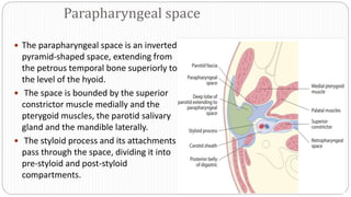 Parapharyngeal space
 The parapharyngeal space is an inverted
pyramid-shaped space, extending from
the petrous temporal bone superiorly to
the level of the hyoid.
 The space is bounded by the superior
constrictor muscle medially and the
pterygoid muscles, the parotid salivary
gland and the mandible laterally.
 The styloid process and its attachments
pass through the space, dividing it into
pre-styloid and post-styloid
compartments.
 