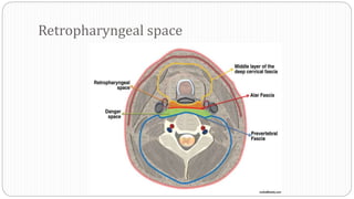 Retropharyngeal space
 