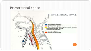 Prevertebral space
 