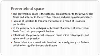 Prevertebral space
 The prevertebral space is the potential area posterior to the prevertebral
fascia and anterior to the vertebral column and para-spinal musculature.
 Spread of infection to this area may occur as a result of traumatic
perforation
 of the pharynx or oesophagus, or because of a breach of prevertebral
fascia from retropharyngeal infection.
 Infection in the prevertebral space can cause spinal osteomyelitis and
spinal cord compression.
 Prevertebral space invasion in head and neck malignancy is a feature
which often signifies inoperable disease.
 