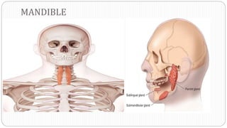 MANDIBLE
 