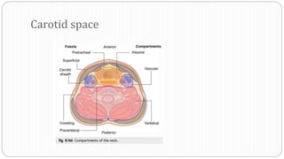 Carotid space
 