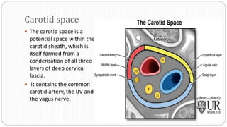Carotid space
 The carotid space is a
potential space within the
carotid sheath, which is
itself formed from a
condensation of all three
layers of deep cervical
fascia.
 It contains the common
carotid artery, the IJV and
the vagus nerve.
 