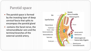 Parotid space
 The parotid space is formed
by the investing layer of deep
cervical fascia that splits to
encompass the parotid gland
 contains the facial nerve, the
retromandibular vein and the
terminal branches of the
external carotid artery.
 