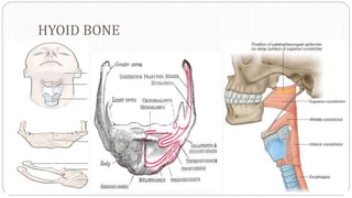 HYOID BONE
 