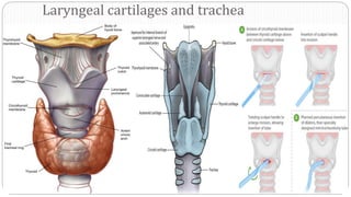 Laryngeal cartilages and trachea
 