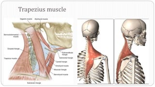 Trapezius muscle
 