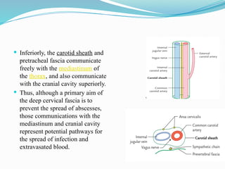 Deep neck spaces and its infections presentation.pptx