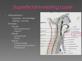 Anatomy of Neck spaces & Infections | PPSX