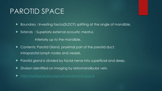 Sldcf Neck spaces hgfhgkjhkjhjkbbjkbjkbjj.pptx