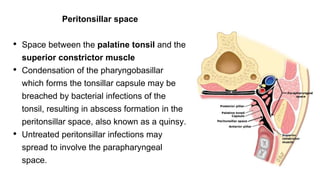 Peritonsillar space
• Space between the palatine tonsil and the
superior constrictor muscle
• Condensation of the pharyngobasillar
which forms the tonsillar capsule may be
breached by bacterial infections of the
tonsil, resulting in abscess formation in the
peritonsillar space, also known as a quinsy.
• Untreated peritonsillar infections may
spread to involve the parapharyngeal
space.
 