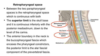 Retropharyngeal space
• Between the two parapharyngeal
spaces is the retropharyngeal space
which is continuous with both
• The superior limit is the skull base
and it is continuous inferiorly with the
posterior mediastinum, down to the
level of the carina.
• The anterior boundary in the neck is
the buccopharyngeal fascia which
encases the pharyngeal constrictors,
the posterior limit is the alar fascial
component of the prevertebral fascia.
 