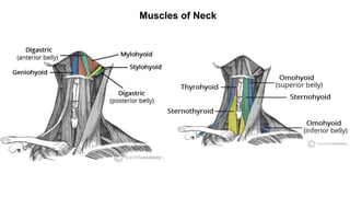 Muscles of Neck
 