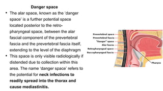 Danger space
• The alar space, known as the ‘danger
space’ is a further potential space
located posterior to the retro-
pharyngeal space, between the alar
fascial component of the prevertebral
fascia and the prevertebral fascia itself,
extending to the level of the diaphragm
• This space is only visible radiologically if
distended due to collection within this
area. The name ‘danger space’ refers to
the potential for neck infections to
readily spread into the thorax and
cause mediastinitis.
 