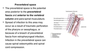 Prevertebral space
• The prevertebral space is the potential
area posterior to the prevertebral
fascia and anterior to the vertebral
column and para-spinal musculature.
• Spread of infection to this area may
occur as a result of traumatic perforation
of the pharynx or oesophagus, or
because of a breach of prevertebral
fascia from retropharyngeal infection.
Infection in the prevertebral space can
cause spinal osteomyelitis and spinal
cord compression.
 