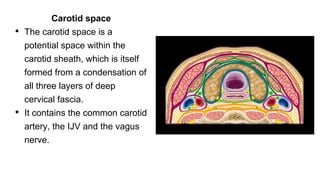 Carotid space
• The carotid space is a
potential space within the
carotid sheath, which is itself
formed from a condensation of
all three layers of deep
cervical fascia.
• It contains the common carotid
artery, the IJV and the vagus
nerve.
 