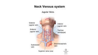 Neck Venous system
 