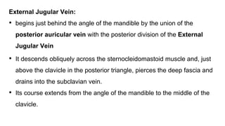 External Jugular Vein:
• begins just behind the angle of the mandible by the union of the
posterior auricular vein with the posterior division of the External
Jugular Vein
• It descends obliquely across the sternocleidomastoid muscle and, just
above the clavicle in the posterior triangle, pierces the deep fascia and
drains into the subclavian vein.
• Its course extends from the angle of the mandible to the middle of the
clavicle.
 