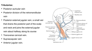 Tributaries:
• Posterior auricular vein
• Posterior division of the retromandibular
vein
• Posterior external jugular vein, a small vein
that drains the posterior part of the scalp
and neck and joins the external jugular
vein about halfway along its course
• Transverse cervical vein.
• Suprascapular vein
• Anterior jugular vein.
 