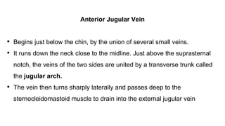 Anterior Jugular Vein
• Begins just below the chin, by the union of several small veins.
• It runs down the neck close to the midline. Just above the suprasternal
notch, the veins of the two sides are united by a transverse trunk called
the jugular arch.
• The vein then turns sharply laterally and passes deep to the
sternocleidomastoid muscle to drain into the external jugular vein
 