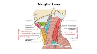 Triangles of neck
 