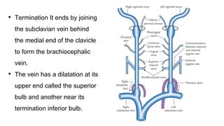 • Termination It ends by joining
the subclavian vein behind
the medial end of the clavicle
to form the brachiocephalic
vein.
• The vein has a dilatation at its
upper end called the superior
bulb and another near its
termination inferior bulb.
 