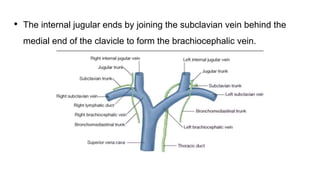 • The internal jugular ends by joining the subclavian vein behind the
medial end of the clavicle to form the brachiocephalic vein.
 