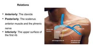Relations
• Anteriorly: The clavicle
• Posteriorly: The scalenus
anterior muscle and the phrenic
nerve
• Inferiorly: The upper surface of
the first rib
 