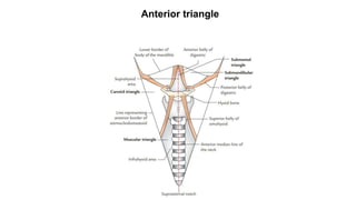 Anterior triangle
 