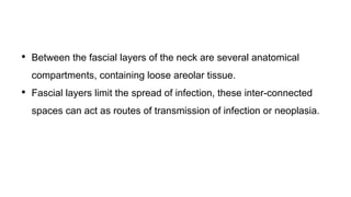 • Between the fascial layers of the neck are several anatomical
compartments, containing loose areolar tissue.
• Fascial layers limit the spread of infection, these inter-connected
spaces can act as routes of transmission of infection or neoplasia.
 
