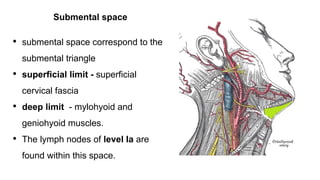 Submental space
• submental space correspond to the
submental triangle
• superficial limit - superficial
cervical fascia
• deep limit - mylohyoid and
geniohyoid muscles.
• The lymph nodes of level Ia are
found within this space.
 