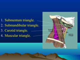 1.   Submentum triangle.
2.   Submandibular triangle.
3.   Carotid triangle.
4.   Muscular triangle.
 