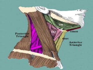 Triangles of the Neck   Anterior Triangle   Posterior Triangle
• Anterior Triangle of the Neck
 