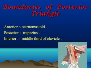 Boundaries of Posterior
       Triangle

Anterior :- sternomastoid .
Posterior :- trapezius .
Inferior :- middle third of clavicle .
 