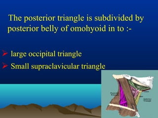 The posterior triangle is subdivided by
 posterior belly of omohyoid in to :-

 large occipital triangle
 Small supraclavicular triangle
 
