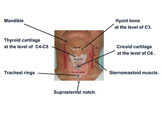 Mandible                                        Hyoid bone
                                                at the level of C3.

Thyroid cartilage
at the level of C4-C5                            Cricoid cartilage
                                                 at the level of C6 .



Tracheal rings                                Sternomastoid muscle.



                        Suprasternal notch.
 