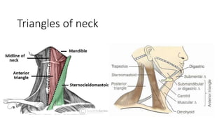 neck swelling.pptx