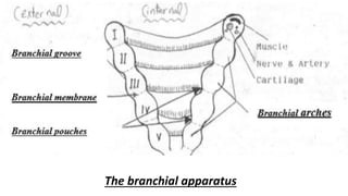 The branchial apparatus
 