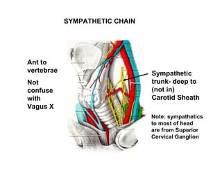 SYMPATHETIC CHAIN




Ant to
vertebrae                       Sympathetic
Not                             trunk- deep to
confuse                         (not in)
with                            Carotid Sheath
Vagus X
                                Note: sympathetics
                                to most of head
                                are from Superior
                                Cervical Ganglion
 