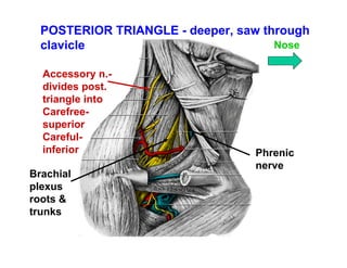 POSTERIOR TRIANGLE - deeper, saw through
  clavicle                           Nose

  Accessory n.-
  divides post.
  triangle into
  Carefree-
  superior
  Careful-
  inferior                       Phrenic
                                 nerve
Brachial
plexus
roots &
trunks
 