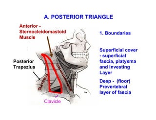 A. POSTERIOR TRIANGLE
  Anterior -
  Sternocleidomastoid       1. Boundaries
  Muscle

                            Superficial cover
                            - superficial
Posterior                   fascia, platysma
Trapezius                   and Investing
                            Layer
                            Deep - (floor)
                            Prevertebral
                            layer of fascia
            Clavicle
 