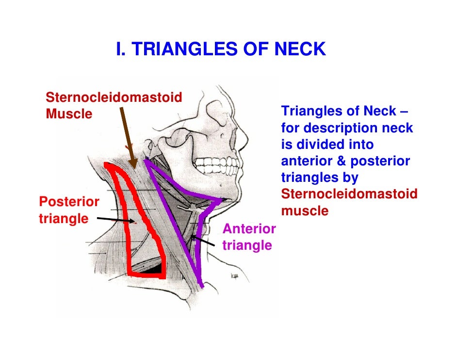 Neck triangles