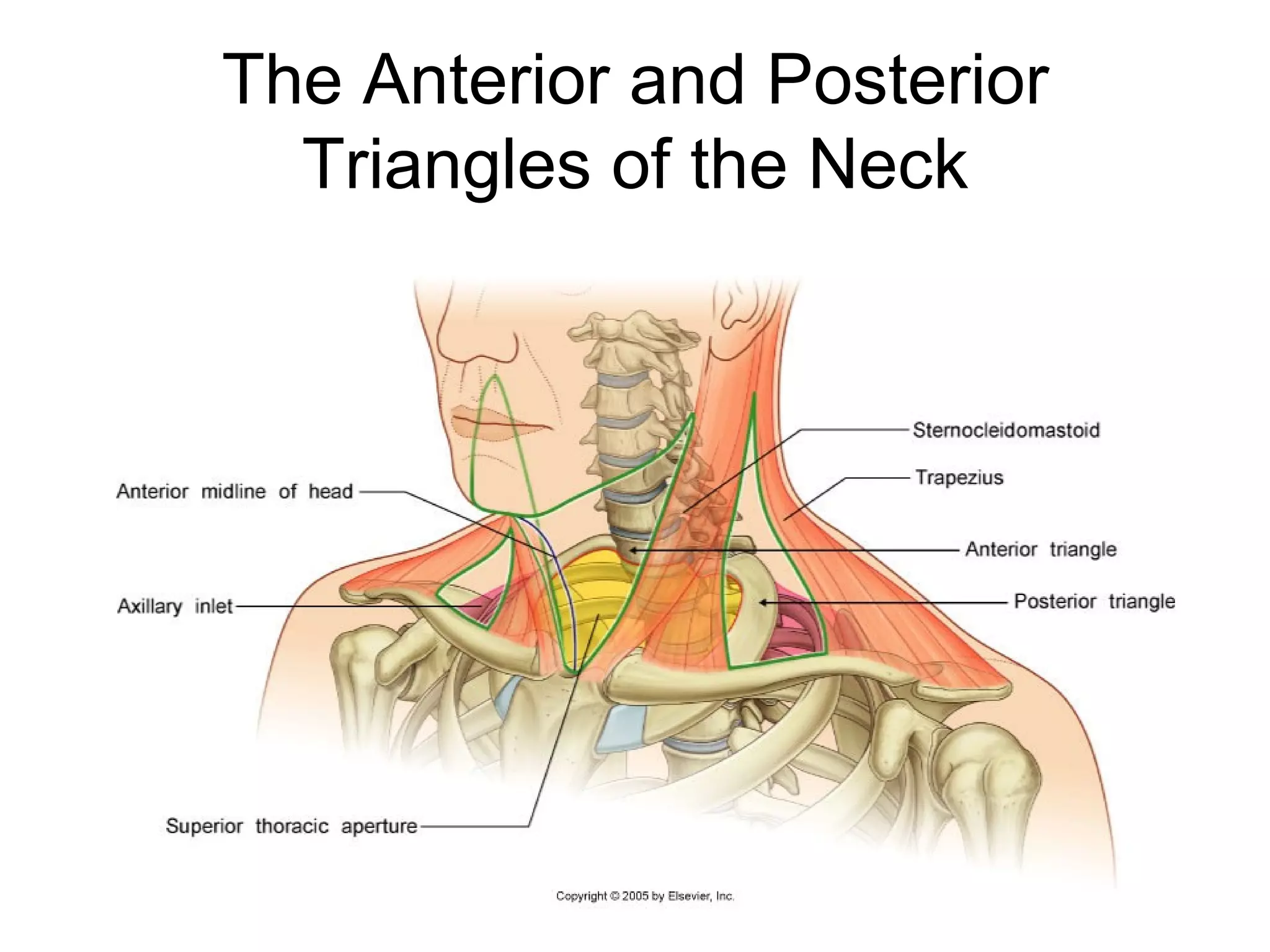 Neck triangles anatomy PPT