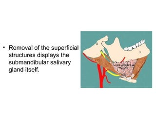Submalar Triangle Neck triangles anatomy | PPT