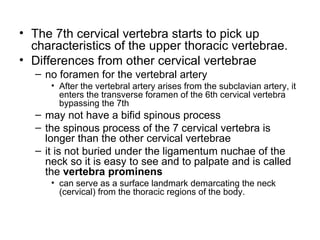 triangles of the neck | ppt Images High Quality Grahic Neck triangles anatomy | PPT